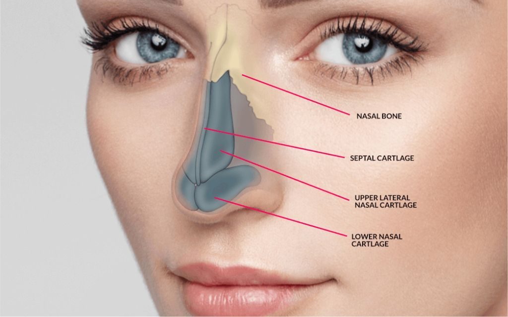 Esthetic Rhinoplasty in the Multiply Operated Nose - Journal of Oral and  Maxillofacial Surgery